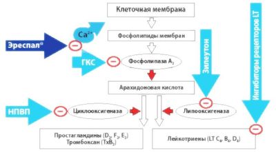 Как осуществляется биохимический процесс метаболизма арахидоновой кислоты