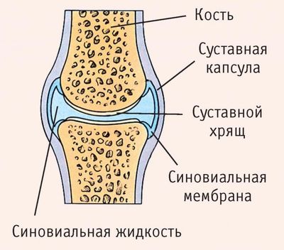 Особенности строения суставов ног