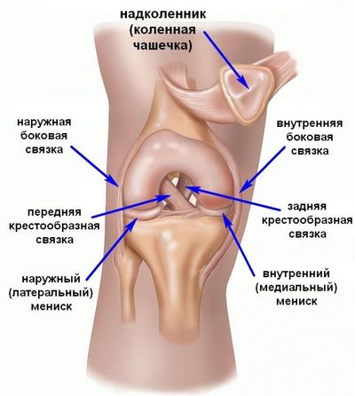 Особенности строения суставов ног