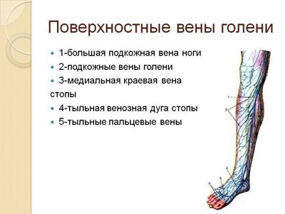 Анатомия вен нижних конечностей