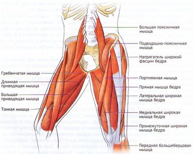 Мышцы ног