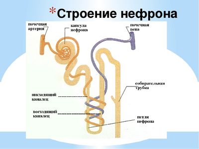Строение нефрона — как работает основная структурная единица почки