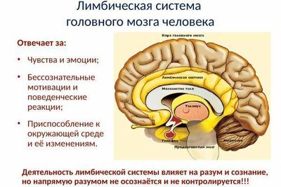 лимбическая система