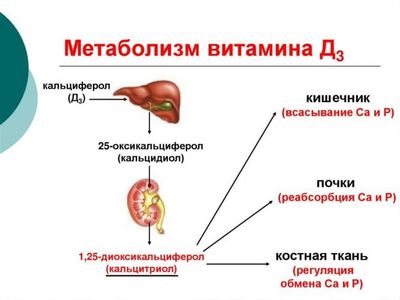 метаболизм витамина Д3