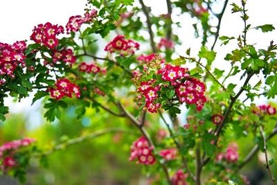 Цветы