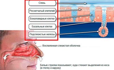 слизистая носа воспалена