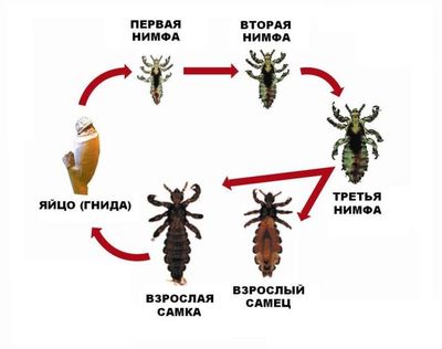 Этапы развития лобковых вшей