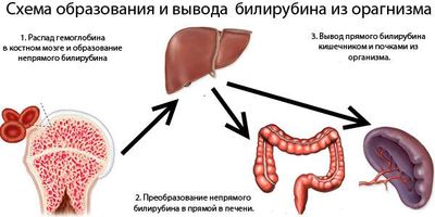 Причины гипербилирубинемия