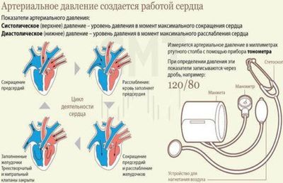 АД напрямую зависит от работы сердца