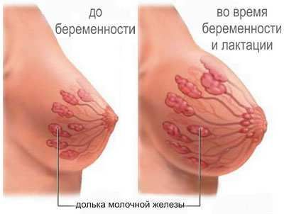 Грудное молоко как появляется
