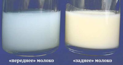 переднее и заднее молоко