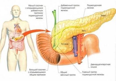 Строение поджелудочной железы