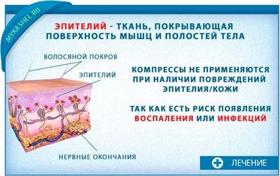 что такое Эпителий