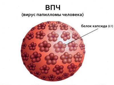 Вирус папилломы человека