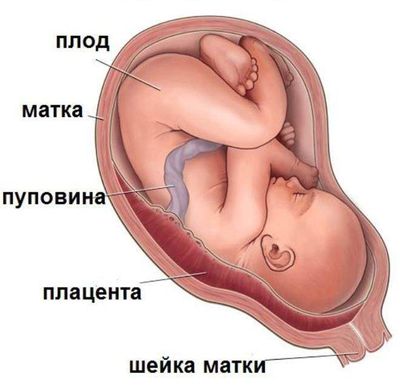 плацента и плод