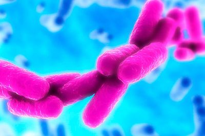 Klebsiella