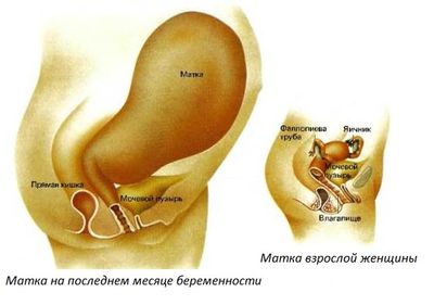 матка до и после родов