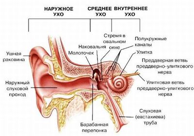 анатомия уха