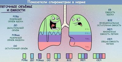 Показатели спирометрии в норме
