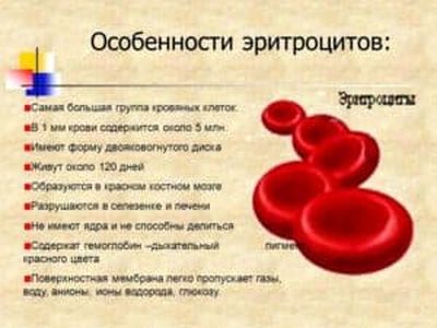 Особенности эритроцитов