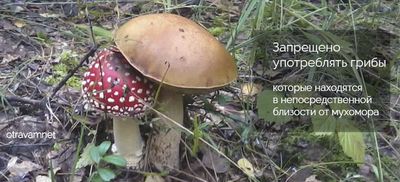 Грибы