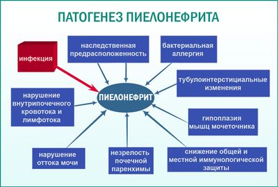 Возникновение пиелонефрита
