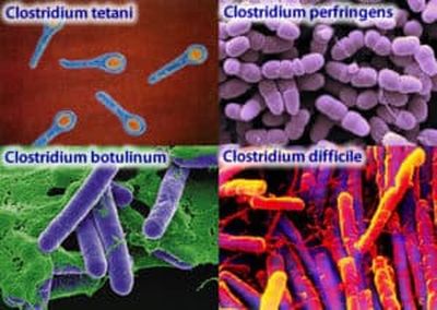 Бактерии Clostridium