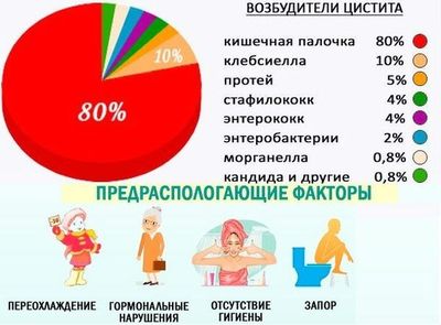 Возбудители цистита