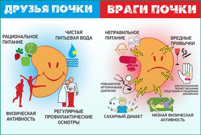 Здоровые почки: факторы