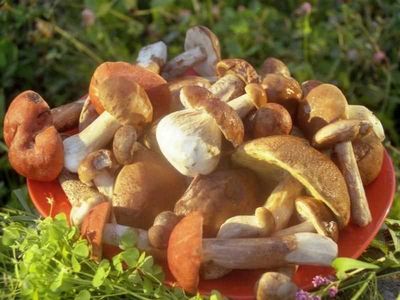 Рекомендуемые для употребления