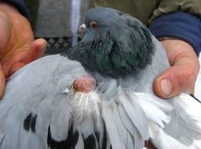 Лечение сальмонеллеза у голубей