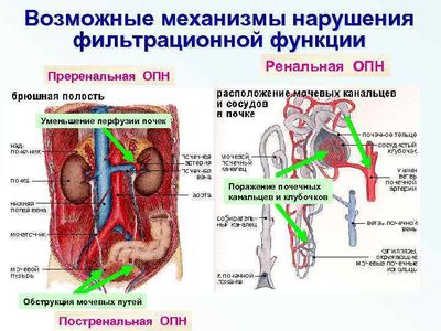 нарушение фильтрационной функции почек