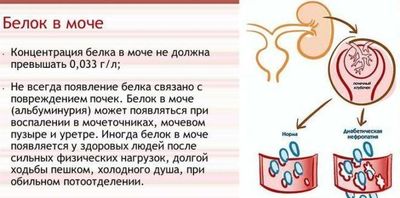 белок в моче
