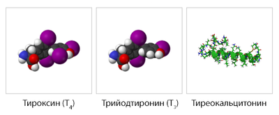 Гормоны щитовидки фото