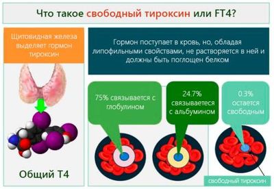Что такое свободный тироксин