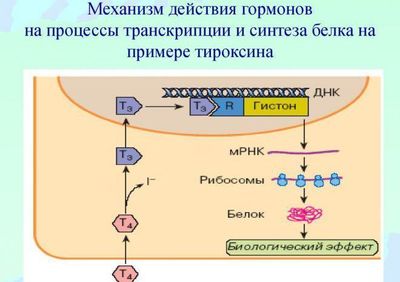 Действие тироксина в организме человека