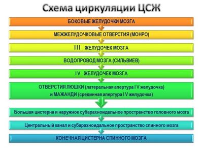 Цереброспинальная жидкость циркуляция