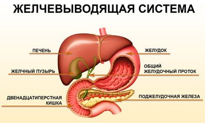 Желчевыводящая система