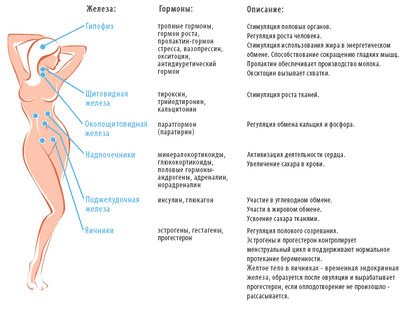 Фунции гормонов в организме