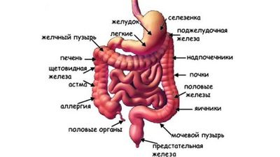 Желудочно-кишечный тракт