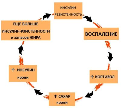 Инсулин – это антикатаболик