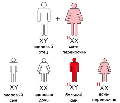 Цепочка наследования гена гемофилии