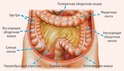 Как делается колоноскопия: характеристика эндоскопического метода исследования толстой кишки
