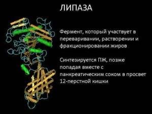 Липаза фермент расщепляющий жиры