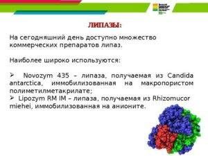 липазы в организме