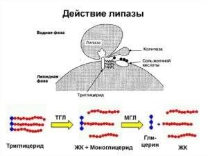 Повышение липазы в организме