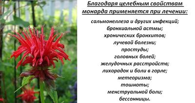 Целительные растения
