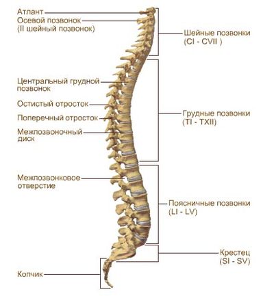 Какую методику выбрать - МРТ или КТ позвоночника?
