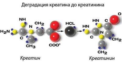 Какой должна быть норма креатинина в крови?