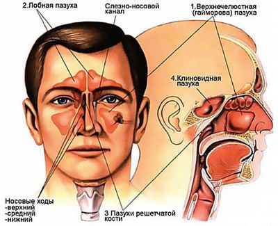 Анатомия носоглотки